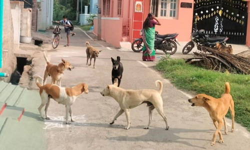 நாய்கள் தொல்லை நாய்கள் தொல்லை