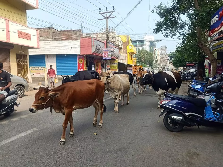 சாலையில் சுற்றித்திரியும் மாடுகள் சாலையில் சுற்றித்திரியும் மாடுகள்