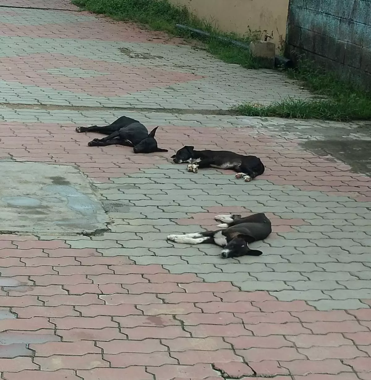 நாய்கள் தொல்லை