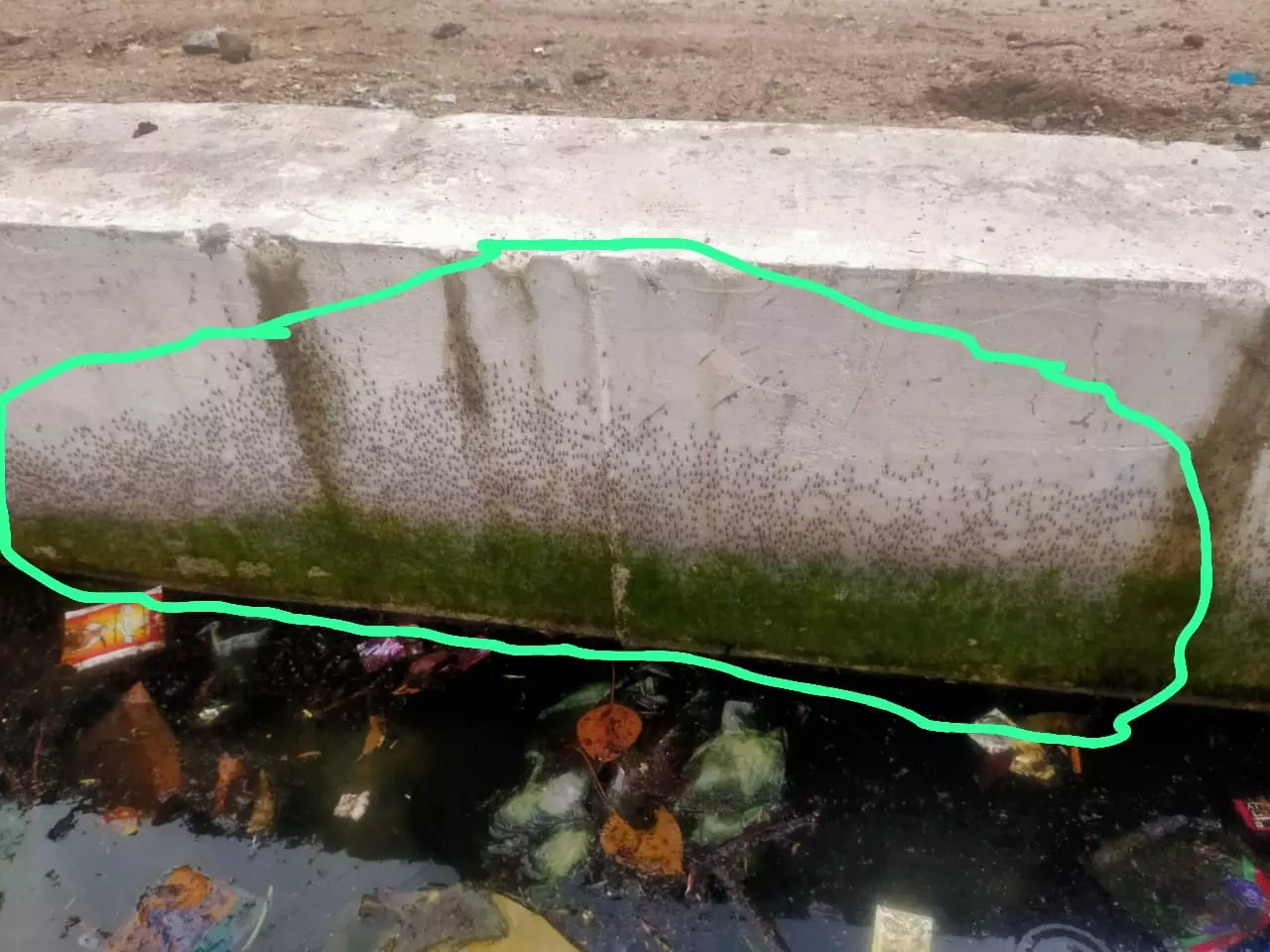 கொசு தொல்லை