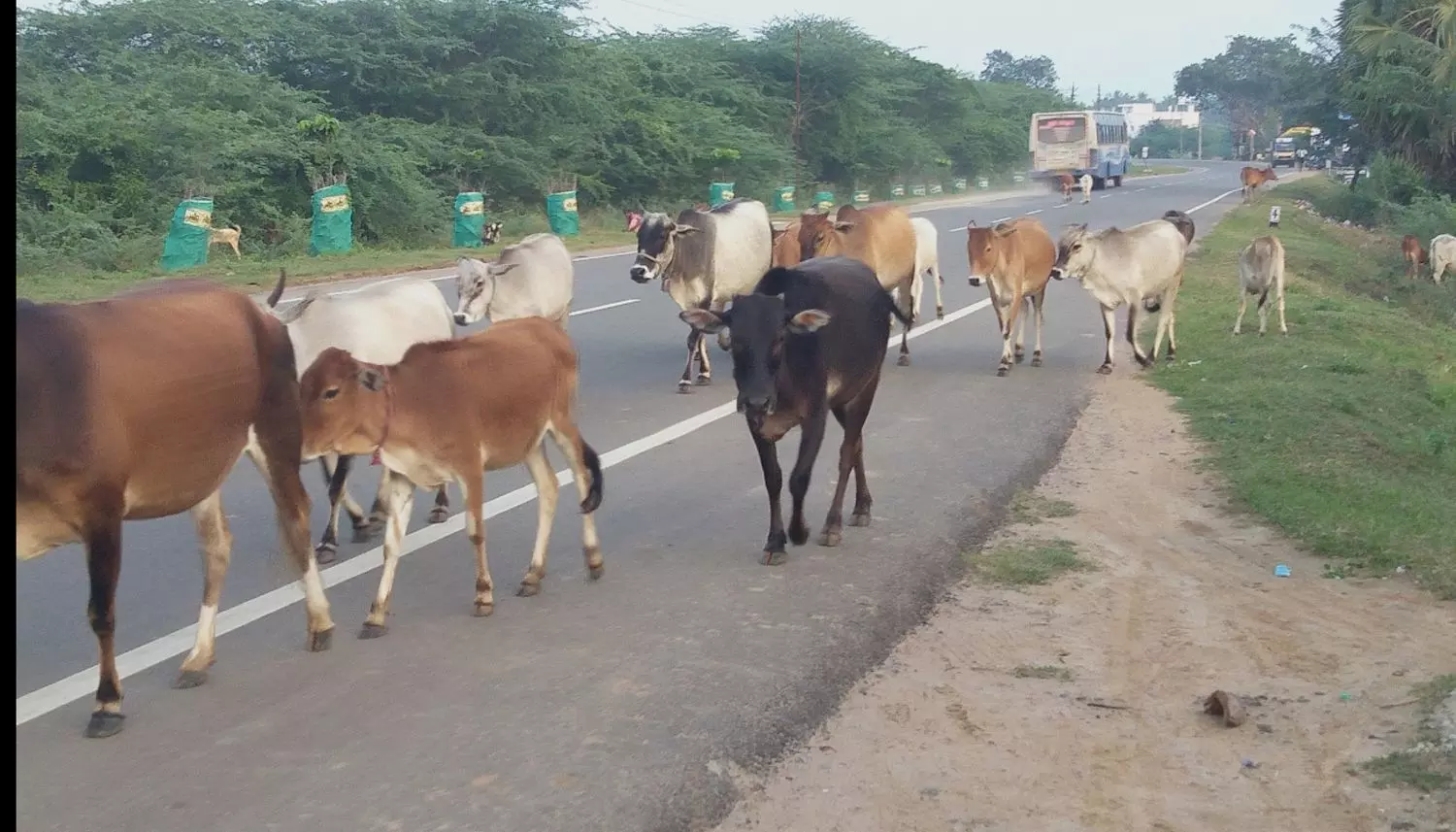 சாலையில் சுற்றித்திரியும் கால்நடைகள்