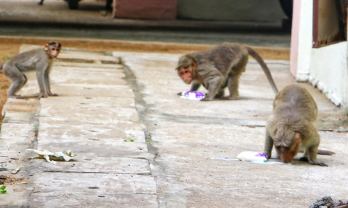 குரங்குகள் தொல்லை குரங்குகள் தொல்லை
