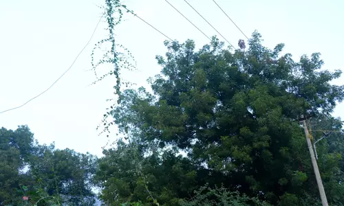 மின்கம்பிகள் மீது படரும் கொடிகள் மின்கம்பிகள் மீது படரும் கொடிகள்