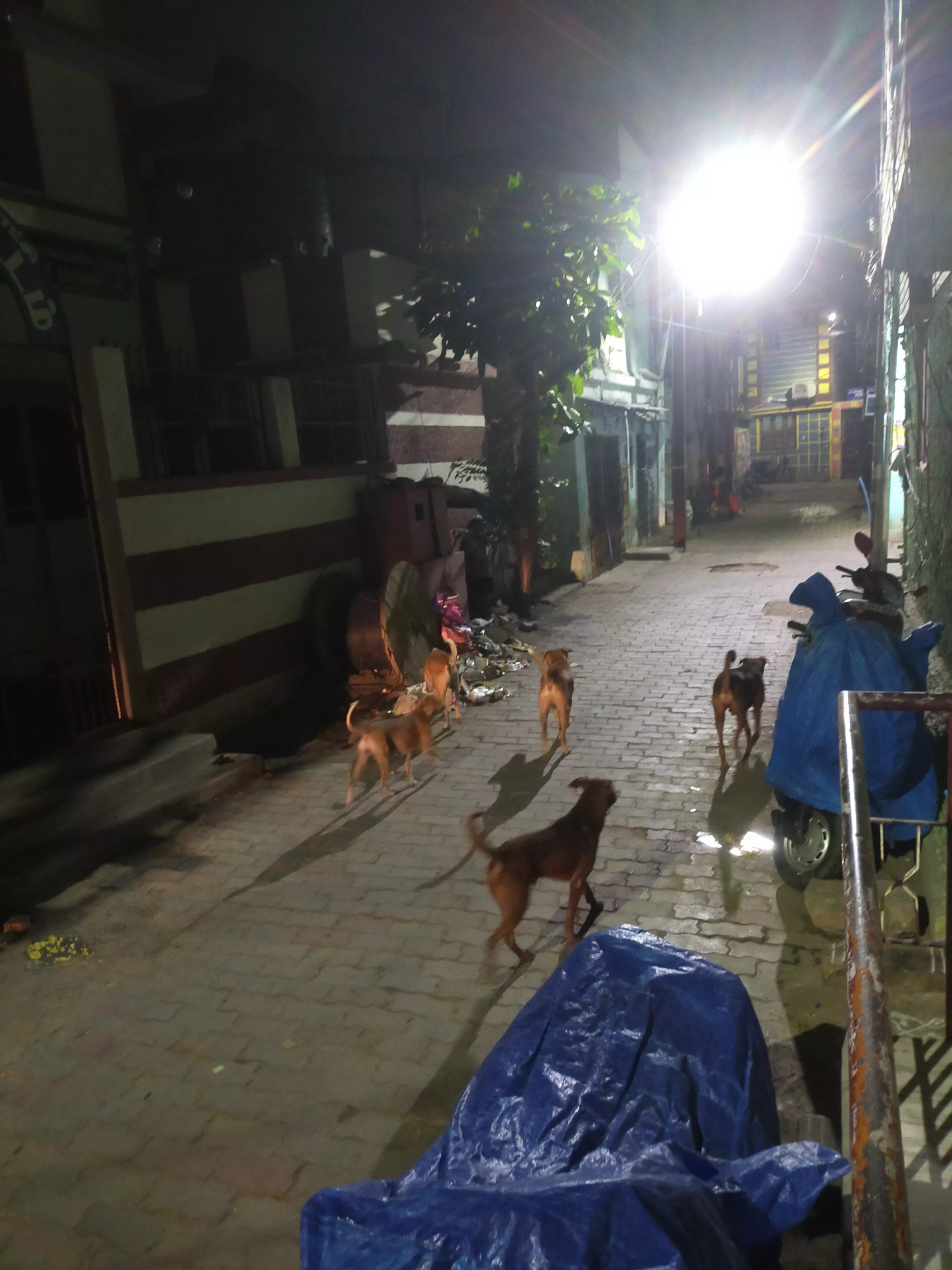 நாய்கள் தொல்லை