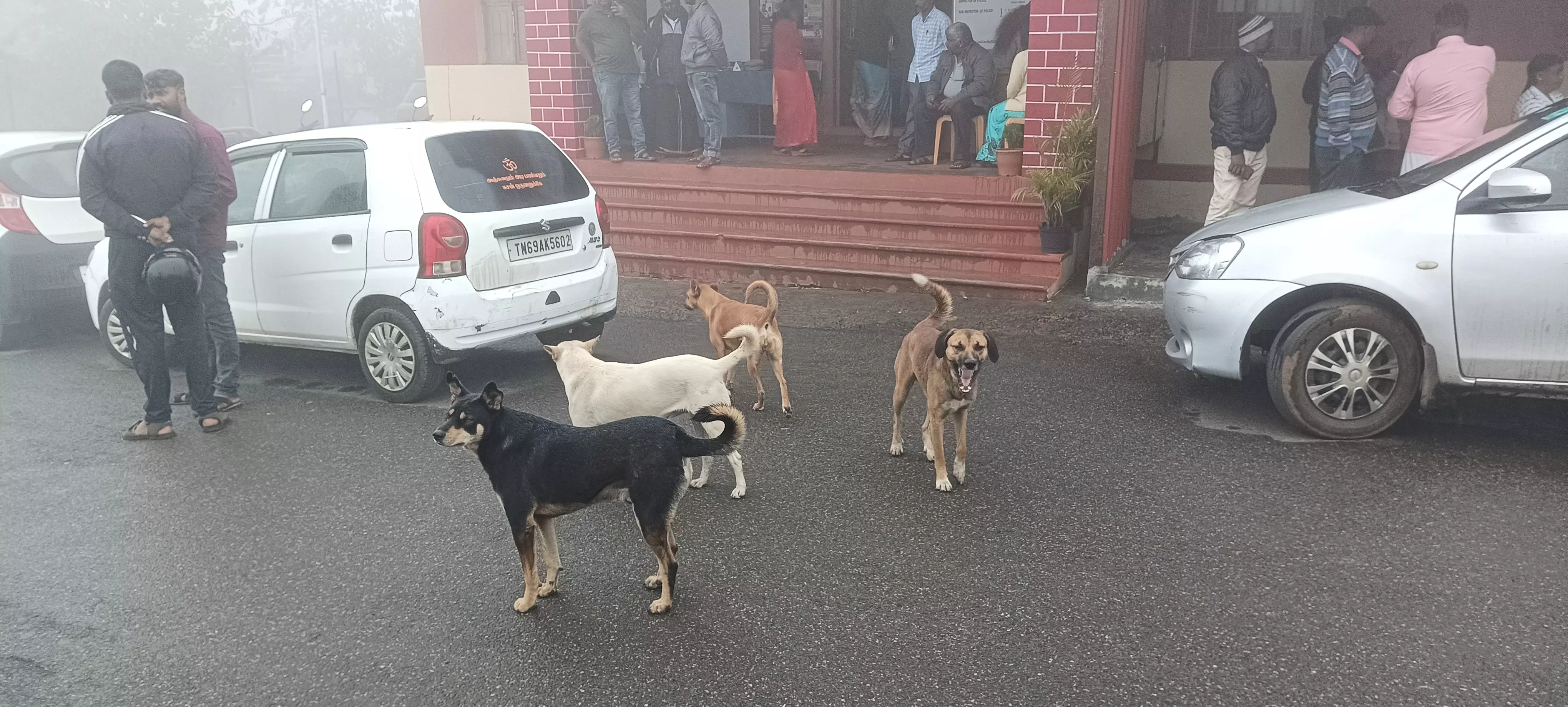 தெரு நாய்கள் தொல்லை