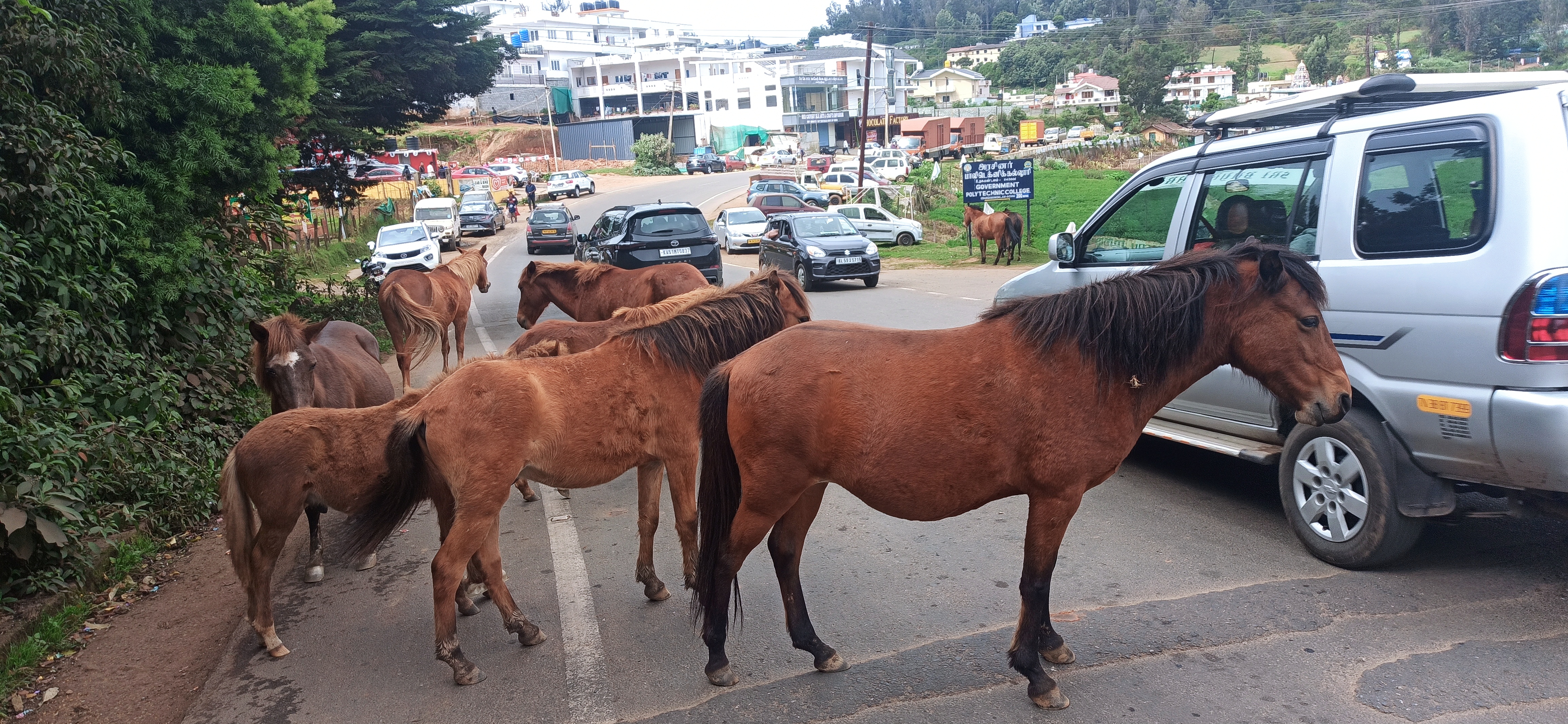 குதிரைகள் நடமாட்டம்