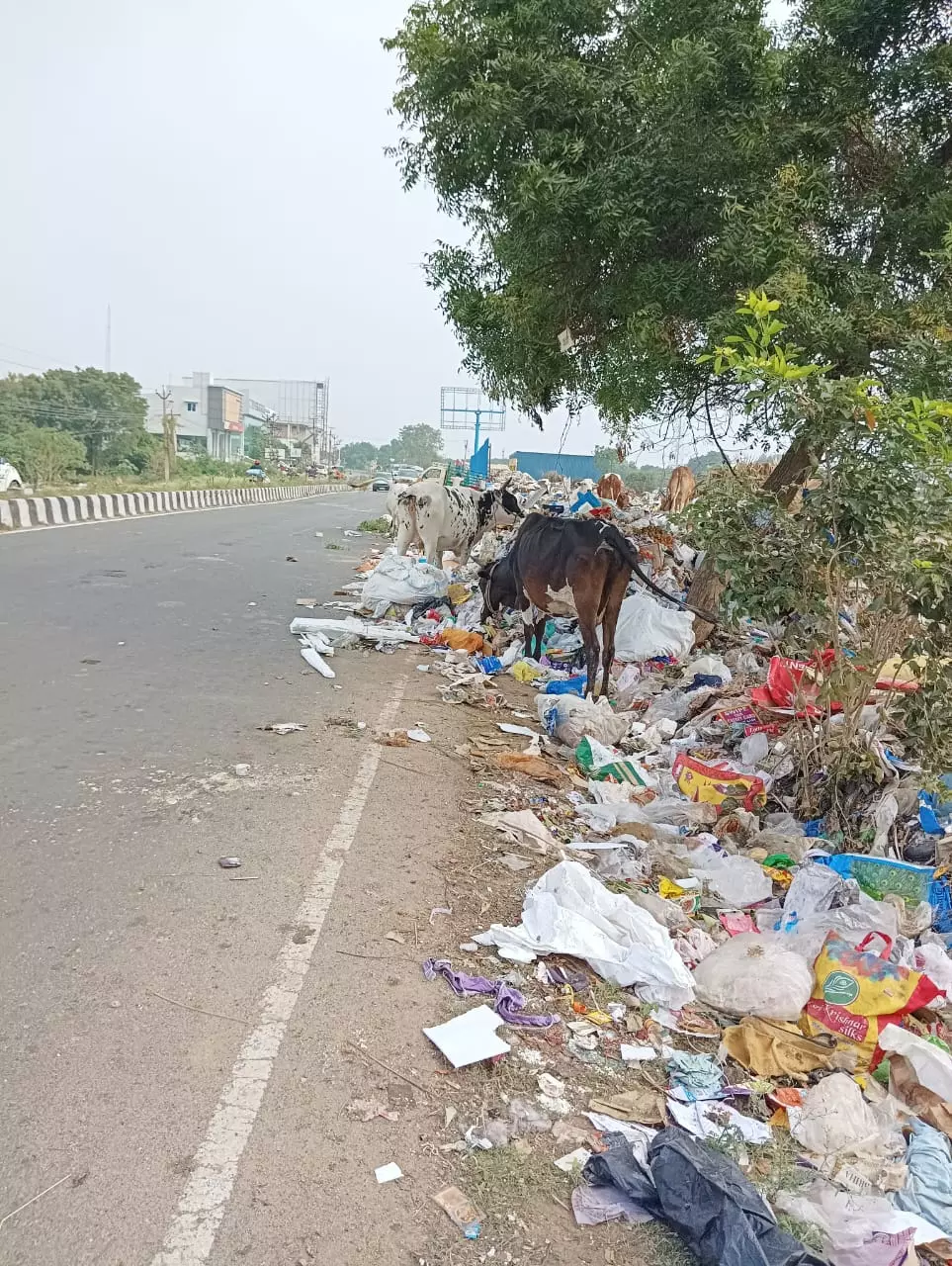 குப்பைகள் அகற்றப்படுமா?