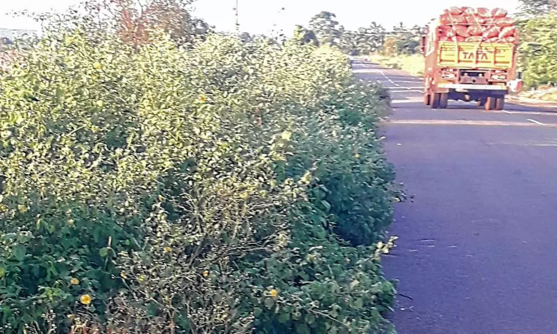 புதர்களை அகற்ற வேண்டும் புதர்களை அகற்ற வேண்டும்
