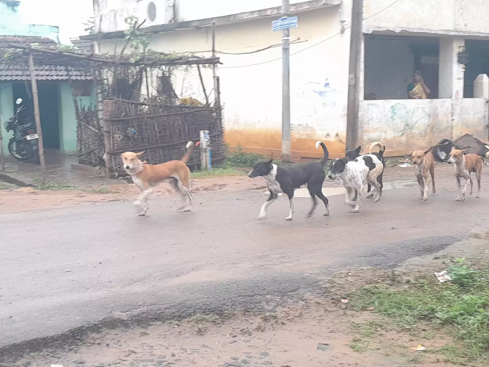 கடிக்க வரும் தெருநாய்கள்