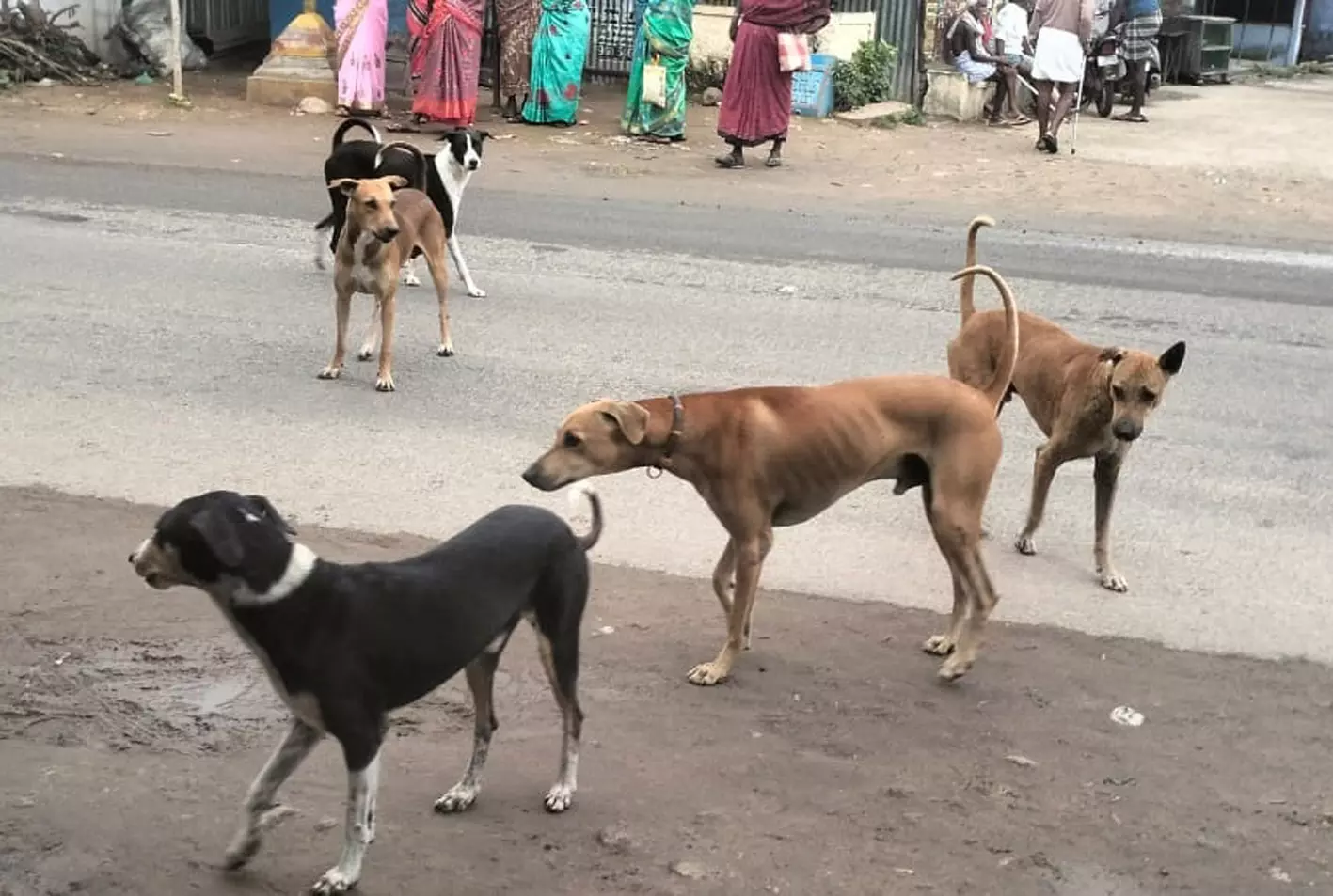 தெருநாய்கள் தொல்லை தெருநாய்கள் தொல்லை