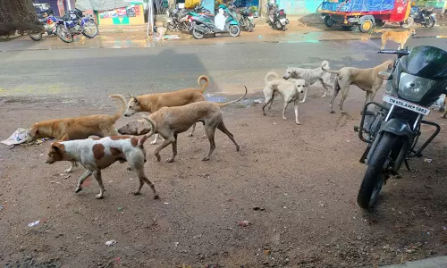 தெருநாய்கள் தொல்லை