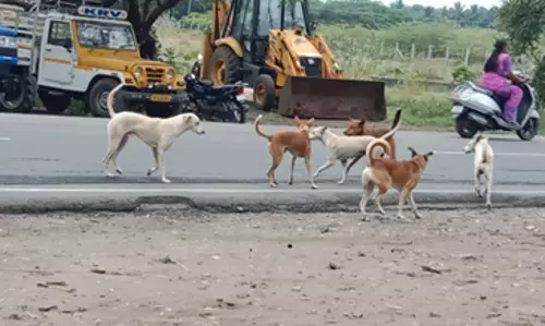 தெருநாய்கள் தொல்லை