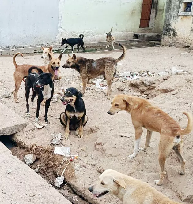 நாய்கள் தொல்லை நாய்கள் தொல்லை