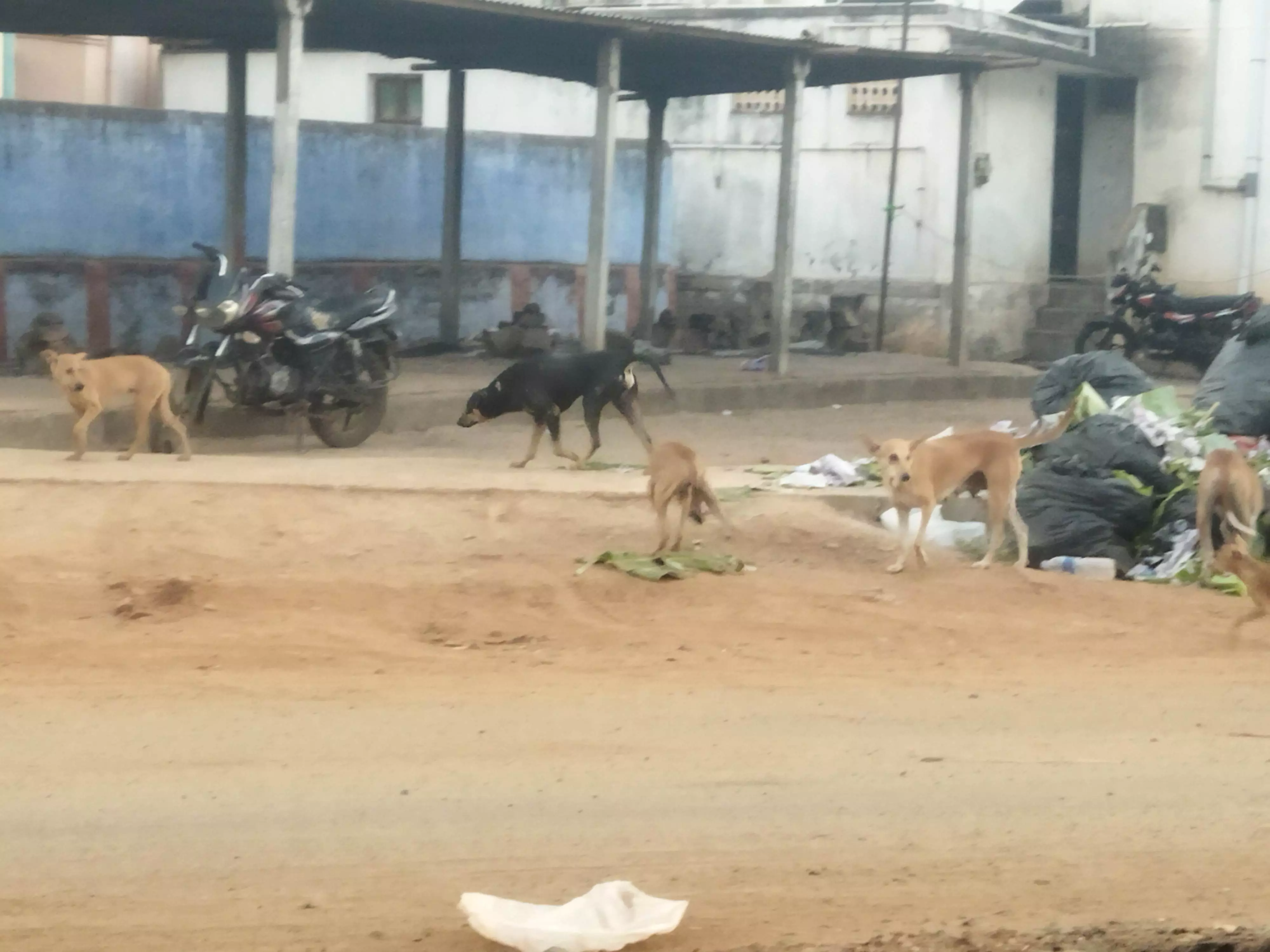 நாய்கள் தொல்லை