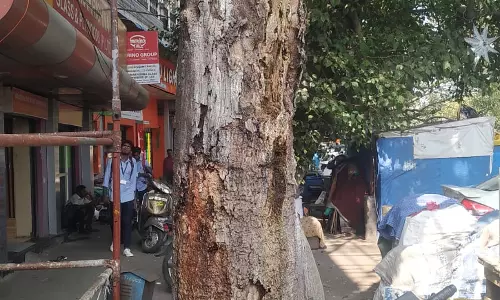 ஆபத்தான மரம் ஆபத்தான மரம்