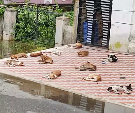 நாய்கள் தொல்லை