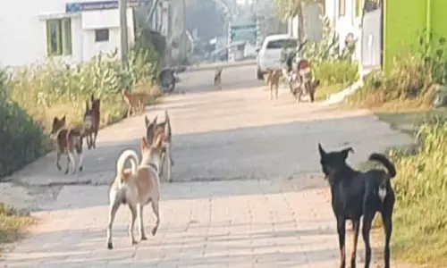 தெருநாய்கள் தொல்லை