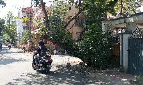 ஆபத்தான மரம் ஆபத்தான மரம்