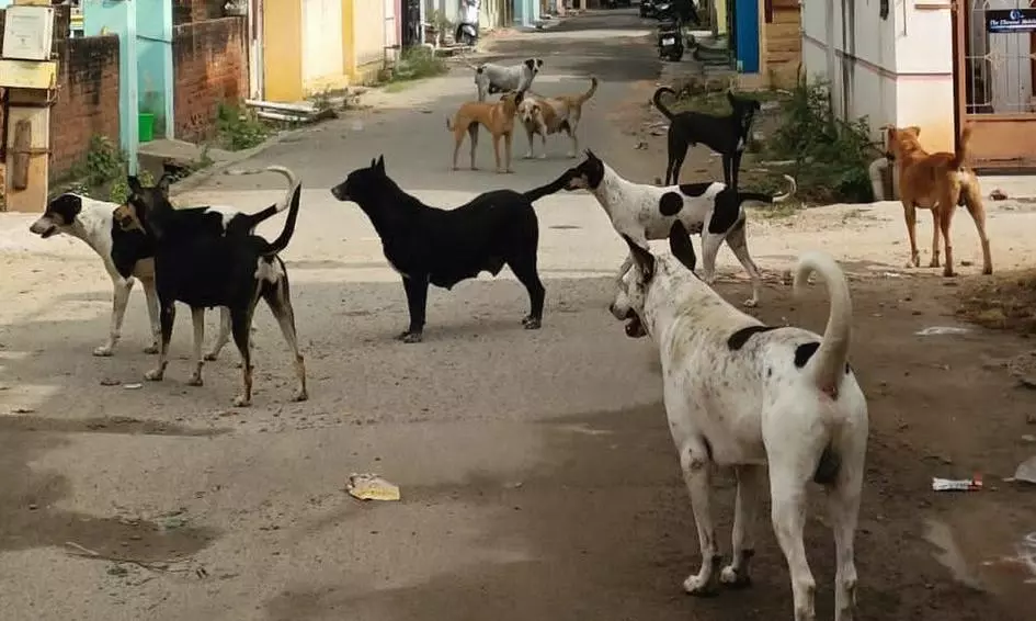 நாய்கள் தொல்லை நாய்கள் தொல்லை