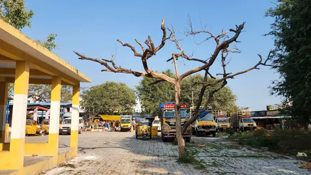 பட்டுப்போன மரத்தை அகற்றுவார்களா? பட்டுப்போன மரத்தை அகற்றுவார்களா?