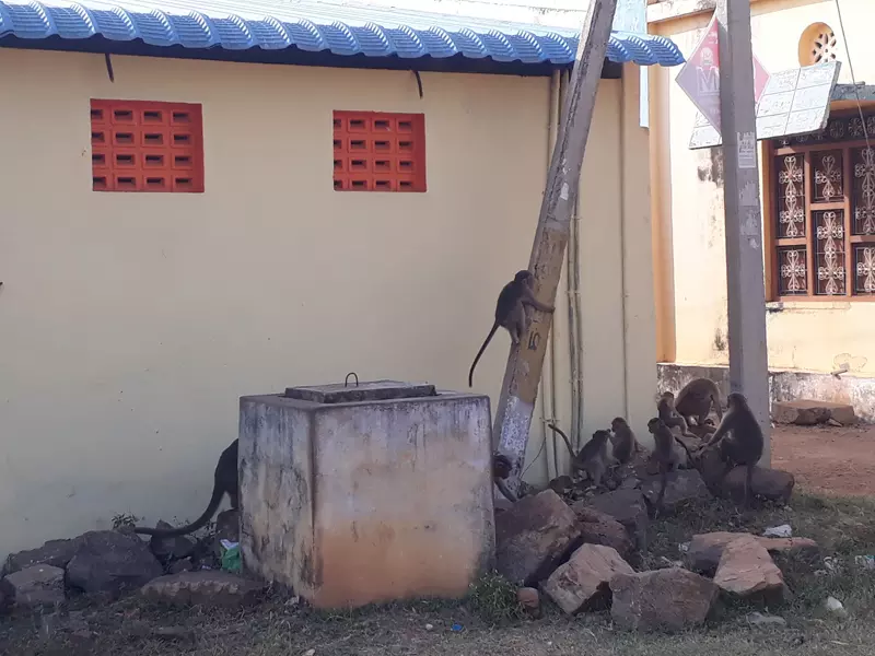 குரங்குகள் தொல்லை