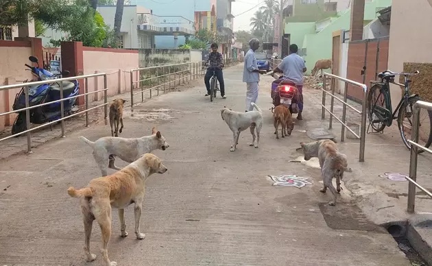 தெரு நாய்கள் தொல்லை தெரு நாய்கள் தொல்லை