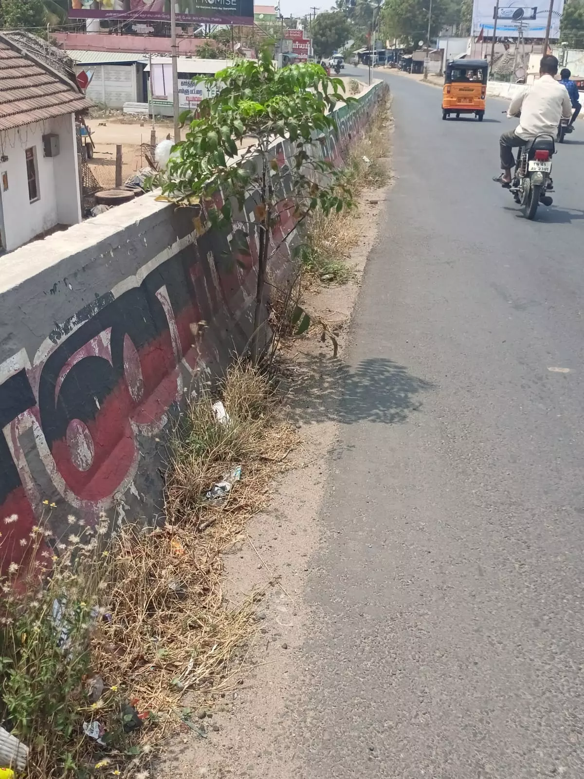 பாலத்தில் முளைத்துள்ள மரம்