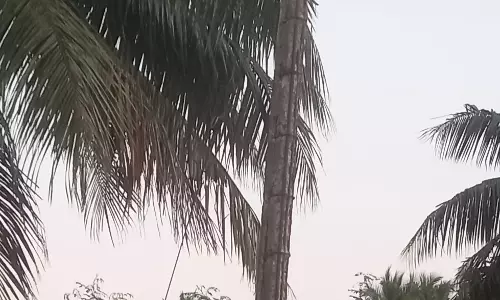 எலும்பு கூடான மின்கம்பங்கள் எலும்பு கூடான மின்கம்பங்கள்