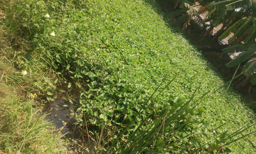 வாய்க்காலில் முளைத்துள்ள ஆகாய தாமரைகள் வாய்க்காலில் முளைத்துள்ள ஆகாய தாமரைகள்