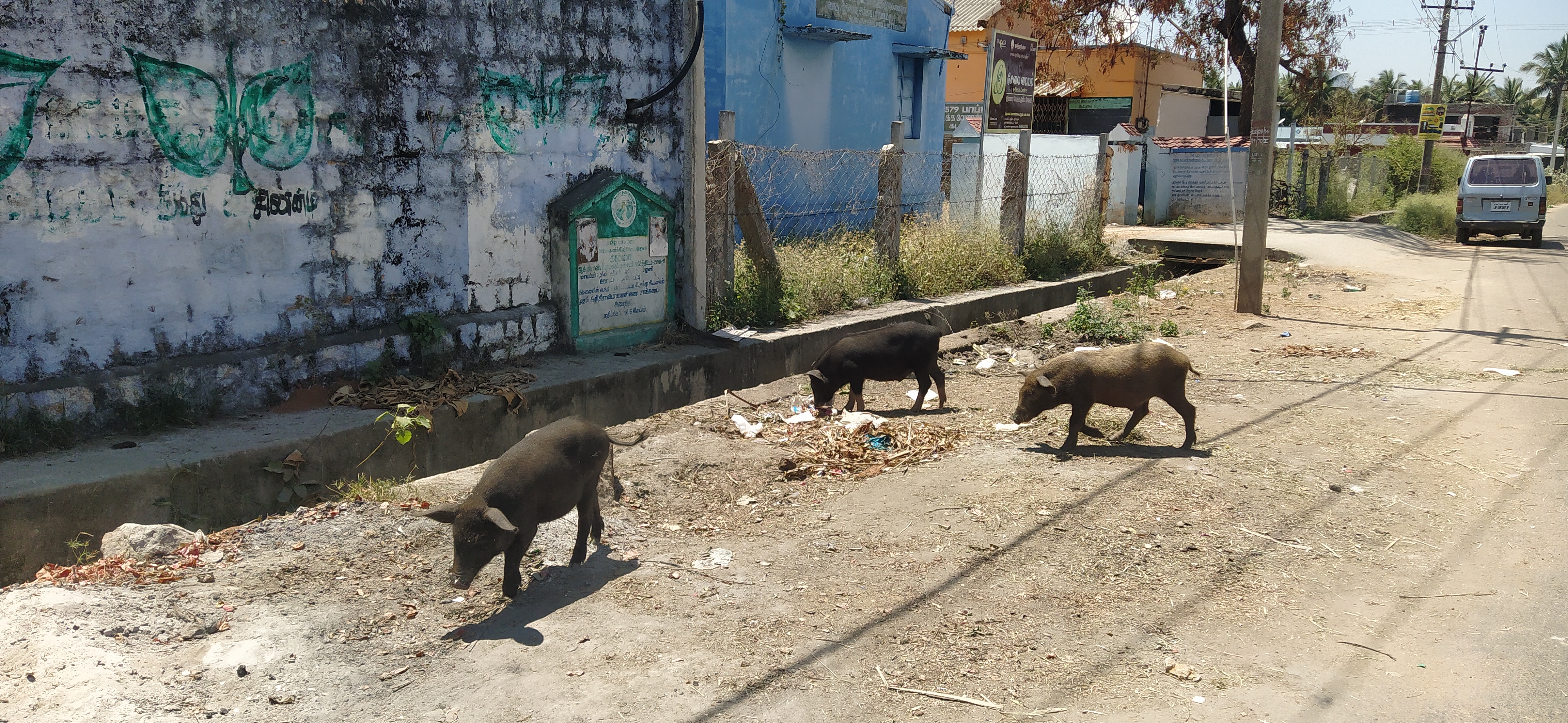 பன்றிகள் தொல்லை