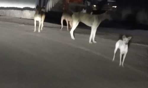 தெருநாய்கள் தொல்லை தெருநாய்கள் தொல்லை