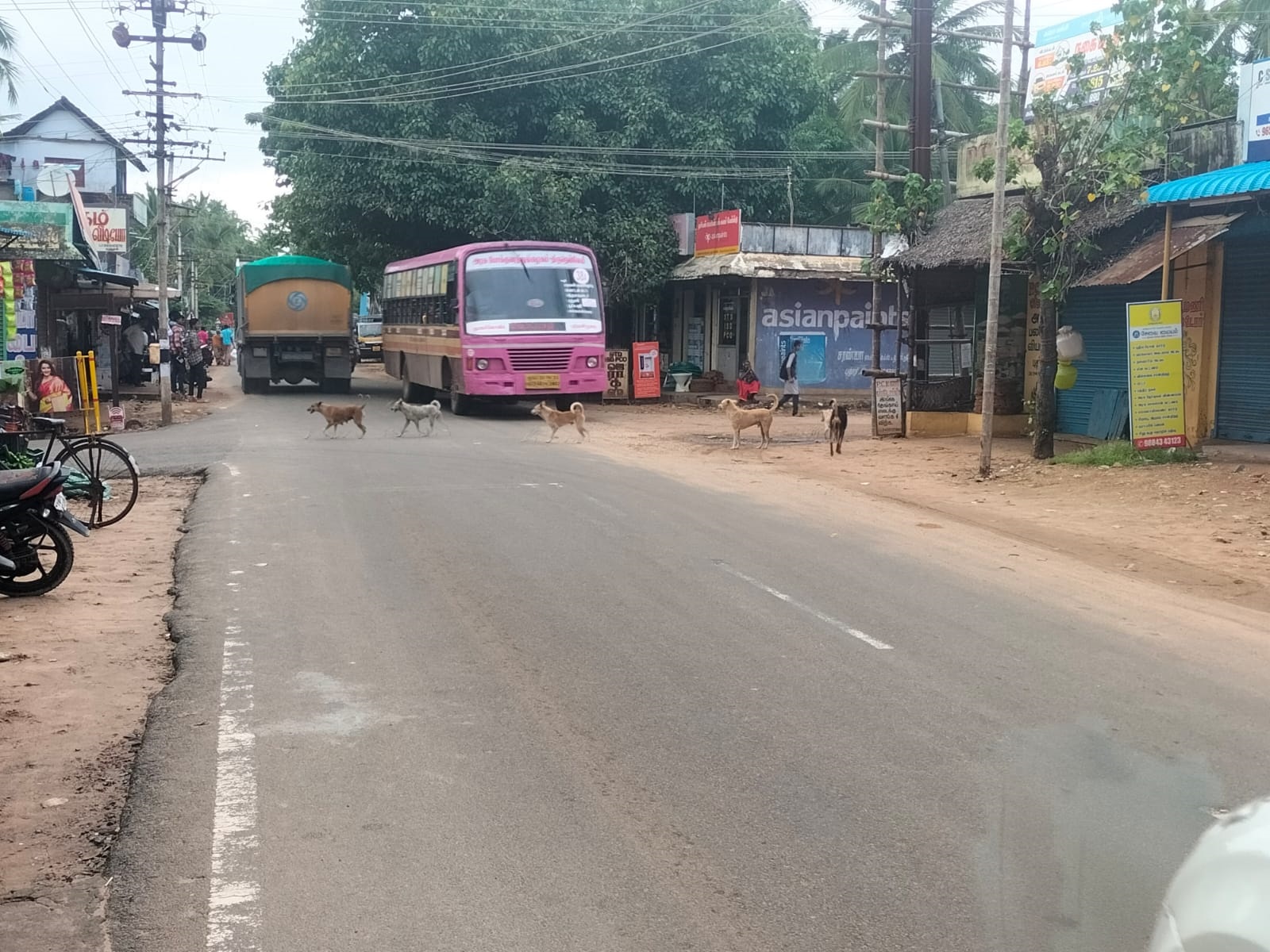 நாய்கள் தொல்லை