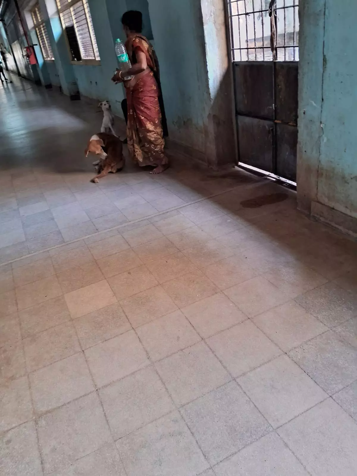 நாய்கள் தொல்லை நாய்கள் தொல்லை