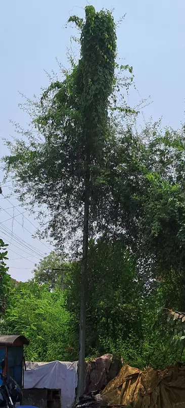 மின்கம்பத்தை சுற்றி செடி, கொடிகள் மின்கம்பத்தை சுற்றி செடி, கொடிகள்