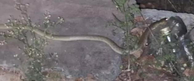 கோட்டை மைதானத்தில் பூச்சிகள் தொல்லை கோட்டை மைதானத்தில் பூச்சிகள் தொல்லை