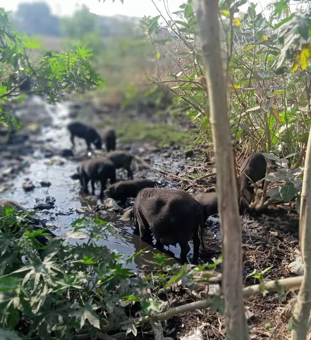 பன்றிகள் தொல்லை பன்றிகள் தொல்லை