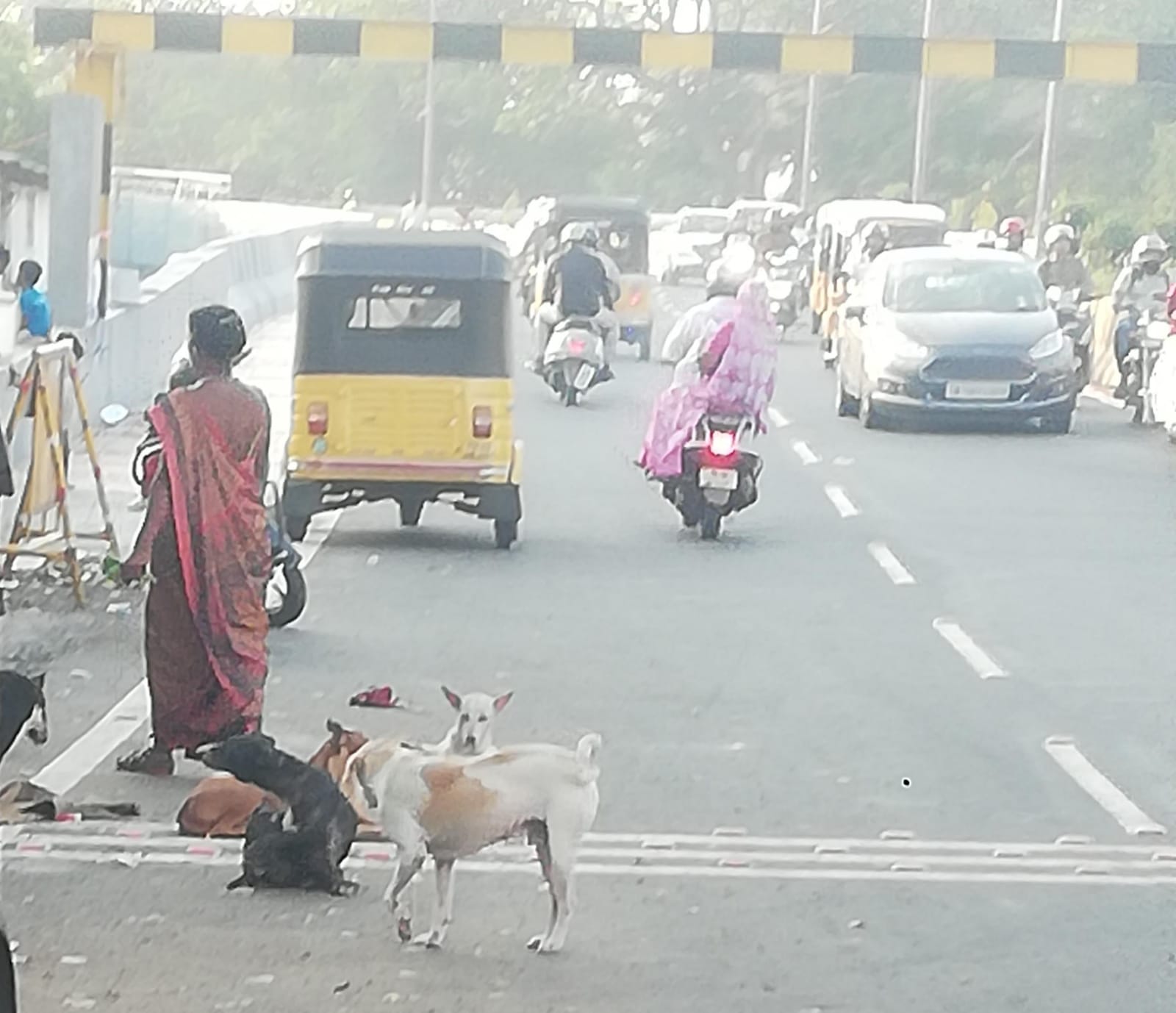 நாய்களால் தொல்லை