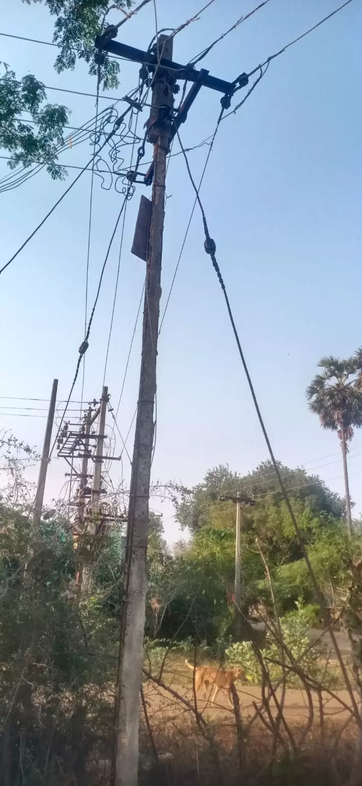 எலும்பு கூடான மின்கம்பங்கள் எலும்பு கூடான மின்கம்பங்கள்