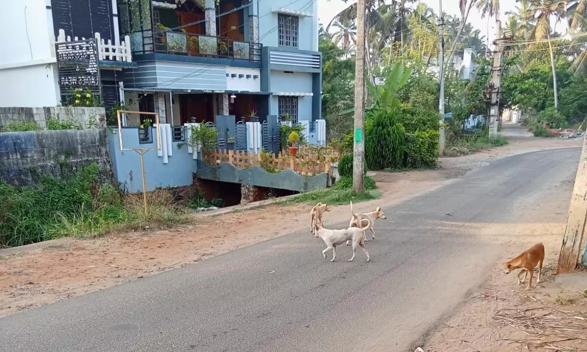 தெருநாய் தொல்லை