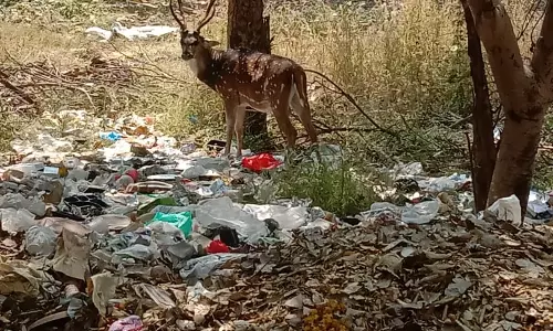 குப்பை அகற்றப்படுமா? குப்பை அகற்றப்படுமா?