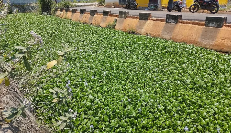 ஆகாய தாமரை ஆக்கிரமிப்பு