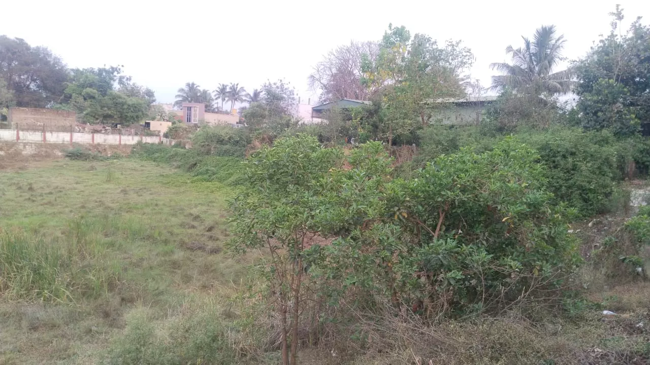 கோவில் குளம் பராமரிப்படுமா? கோவில் குளம் பராமரிப்படுமா?