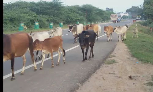 சாலையில் சுற்றும் மாடுகள் சாலையில் சுற்றும் மாடுகள்