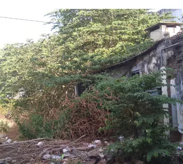 செடி, கொடிகள் அகற்றப்படுமா? செடி, கொடிகள் அகற்றப்படுமா?