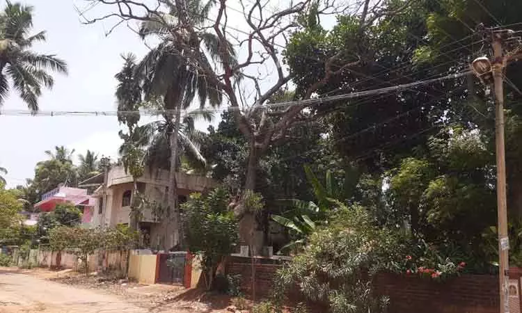 பட்ட மரத்தை அகற்ற வேண்டும்