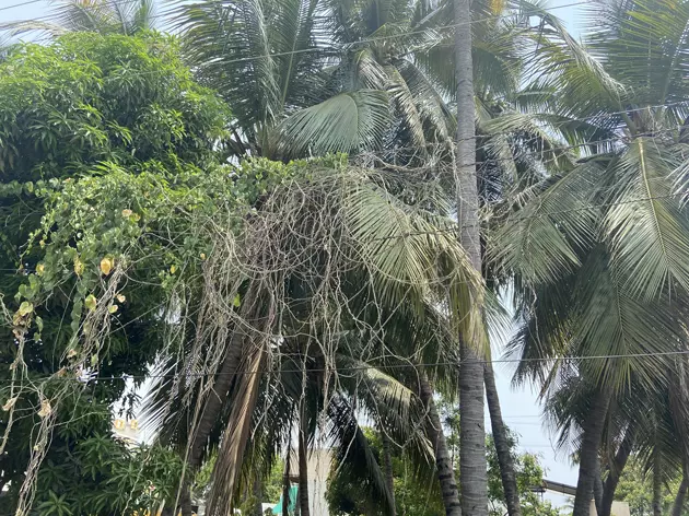 செடி, கொடிகள் படர்ந்த மின்கம்பிகள் செடி, கொடிகள் படர்ந்த மின்கம்பிகள்