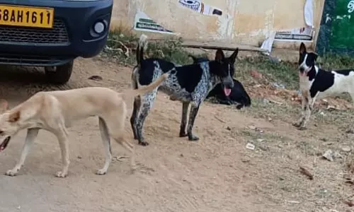 நாய்கள் தொல்லை