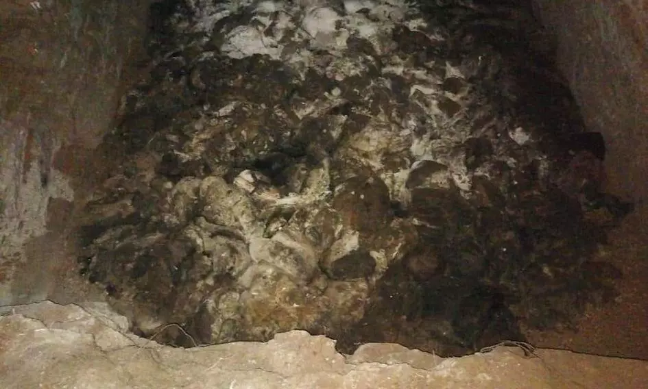 நோய் பரவும் அபாயம்