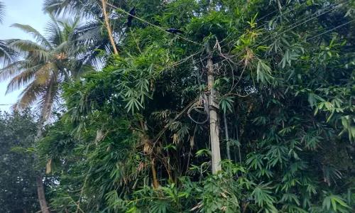 மரக்கிளைகளை அகற்ற வேண்டும்