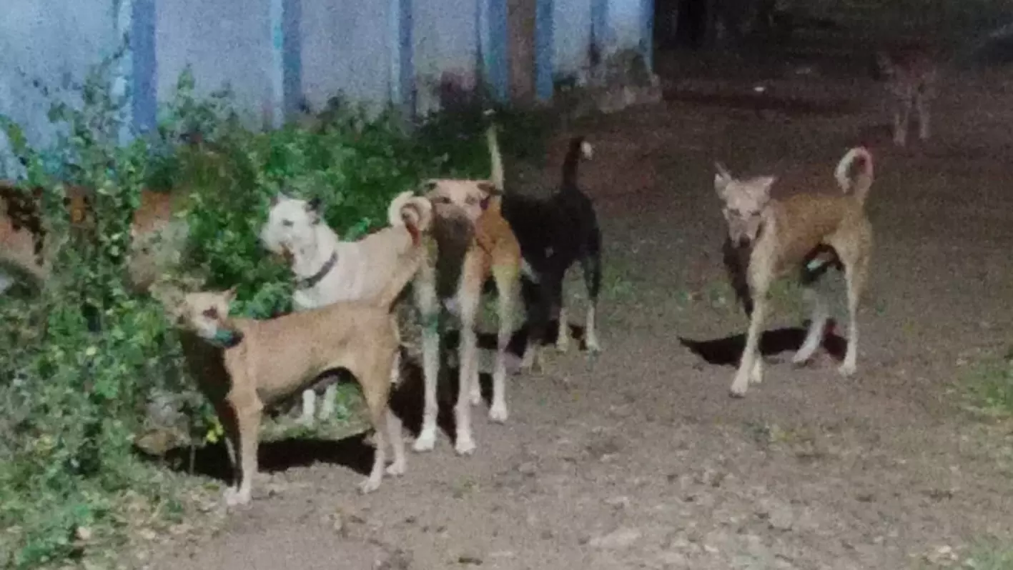 பொதுமக்களை அச்சுறுத்தும் தெருநாய்கள் பொதுமக்களை அச்சுறுத்தும் தெருநாய்கள்